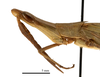 CollectionObject 1538219; 5884eb50-cf75-4c3d-82f3-91c474465706: male head and pronotum, lateral view (holotype). (CollectionObject).