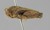 CollectionObject 1523142; 69f8e632-327e-40f4-a086-5df6490ec41c: male, lateral view (holotype). (CollectionObject).