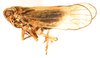 Habitus, lateral view: !! display not done !! on Javesella (Javesella) pellucida (Fabricius, 1794): (Observation).