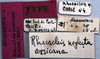 CollectionObject 1539786; 747c76a0-2136-430e-95a7-57899992f6a5: labels (holotype). (CollectionObject).