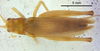 CollectionObject 1523701; 39776c6b-d87b-422a-be07-a09028b39bc9: male, dorsal view (holotype). (CollectionObject).