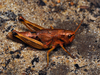 CollectionObject 1577975; 98f9092c-befc-4a29-a422-0da7d9a65b8b: female (Kosovo, Hajla Mts – topotype). (CollectionObject).