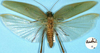 CollectionObject 1517241; 0b87f187-c3d8-4646-abef-5d574f5e44fa: male (lectotype). (CollectionObject).