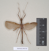 CollectionObject 1562602; af9ab508-6881-41fc-99aa-e2e6bd68b346: copyright Natural History Museum, London. male (paralectotype). (CollectionObject).