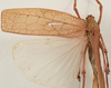 CollectionObject 1564313; 308d398d-dacf-48c7-aa62-8ce55f2c3ec5: female, dorsal view (syntype). (CollectionObject).