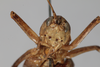 CollectionObject 1505596; 12a843f1-b3c7-4b55-80ef-1855a08ffb82: Male, anterior view (syntype). (CollectionObject).