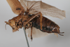 CollectionObject 1505753; b92c13b8-ff18-43fb-8d0d-5883deb1eff0: male, lateral view (holotype). (CollectionObject).