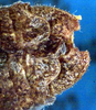 Sciarasaga quadrata Rentz, 1993: male cerci (paratype). (Otu).