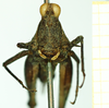 CollectionObject 1532591; dacc0729-6ff4-49ff-b72f-b183181c0f86: female, frontal view (holotype). (CollectionObject).