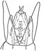 Pygofer, ventral view: Genital capsule, ventral view. (Observation).