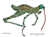 Cryptacris costaricensis Descamps & Rowell, 1984: male habitus. (Otu).