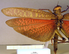 CollectionObject 1521400; bf6477e4-251d-4c38-a156-40ab9a9f860b: male wings (holotype of Tropidacris latreillei). (CollectionObject).