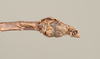 CollectionObject 1560519; NHMUK(SF IMPORT DUPLICATE) BM844505, 22397167-941f-4a7e-a111-6bfa3f0ee6cb: copyright Natural History Museum, London. male: end of abdomen, ventral view (holotype). (CollectionObject).
