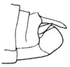 Atractomorpha acutipennis acutipennis (Guérin-Méneville, 1844): Fig. 29.6. male abdomen tip, lateral view. (Otu).