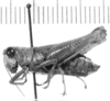 CollectionObject 1523867; 15dc12b7-ccd8-4967-976e-e23c1cd473f5: female, lateral view (holotype?). (CollectionObject).