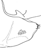 Pygofer, lateral view: Pygofer, lateral view. (Observation).