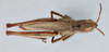 CollectionObject 2833366; 31d7760a-d72b-4c88-9053-8cc5a72f8847, CNCI 984295: Chloealtis abdominalis. Dorsal view. (CollectionObject).