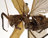 CollectionObject 1529784; 023177d5-847d-4548-a886-37a382c03b00: male pronotum, lateral view (holotype). (CollectionObject).