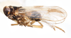 Habitus, lateral view on Delphacodes audrasi Ribaut, 1954 now Delphacodes mulsanti (Fieber, 1866): (Observation).