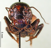 CollectionObject 1590514; 84e51a7c-512d-4753-88f9-2b848905ff00: male, frontal view (paratype). (CollectionObject).