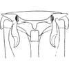 Stylus: !! display not done !! on Phlogotettix cyclops (Mulsant & Rey, 1855): Stylus. (Observation).