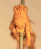 CollectionObject 1584234; c8549a0f-f976-4585-905c-9c01ed767e42: male, frontal view (neoallotype). (CollectionObject).