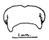 Anaulacomera (Bovicercora) crassicerca Márquez Mayaudón, 1965: Fig. 8 (after paratype). female subgenital plate, ventral view. (Otu).