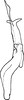 Stylus: !! display not done !! on Aaka Dworakowska, 1972: Stylus (A. coera Dwor.). (Observation).