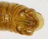 CollectionObject 1588734; 11249372-3d4f-4465-9e00-f34d74f9520e: male abdominal terminalia, dorsal view. (CollectionObject).