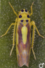 Habitus, dorsal view on Eupteryx (Eupteryx) heydenii (Kirschbaum, 1868): Habitus (male). (Observation).