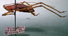 CollectionObject 1503266; 705deb9c-5d1f-4e7a-a21a-285c96347e9b: male habitus lateral view. (CollectionObject).