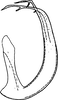Aedeagus, lateral view on Eurhadina (Eurhadina) ribauti Wagner, 1935: Aedeagus, lateral view. (Observation).
