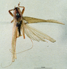 CollectionObject 1539586; 0998ede1-77b1-4e30-8a19-58818506b49a: male, dorsal view (holotype). (CollectionObject).