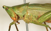 CollectionObject 1516791; NMW 18749, 5b94ca00-b7a2-4c5f-a919-c25ac706965f: male, lateral view (syntype of Conocephalus muticus). (CollectionObject).
