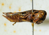 CollectionObject 1498701; f3c2b604-a8b0-4e3b-98ea-d4905aaa5248: female, lateral view. (CollectionObject).