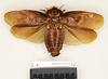 Monastria biguttata (Thunberg, 1826): Copyright Natural History Museum, London. Holotype (adult male) in BM(NH). Dorsal view. (Otu).
