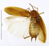 CollectionObject 1587505; MNHN(SF IMPORT DUPLICATE) MNHN-EP-EP830, e8b0a3d1-f3f1-4f5a-ae38-47876f23ef31: CC BY-NC-ND 4.0/MNHN - Depraetere Marion - 2014. Paratype, sex unknown, of meliponarum Hebard, 1921. Specimen number: MNHN-EP-EP830. http://coldb.mnhn.fr/catalognumber/mnhn/ep/ep830. (CollectionObject).