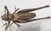CollectionObject 1527097; 929a7435-ab76-4602-bca3-d6b07a266855: male, dorsal view (holotype). (CollectionObject).