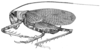 Anabropsis (Anabropsis) marmorata Rehn, 1905: Fig. 16 (after type). female habitus (body length 22 mm, tegmina 26.5 mm, ovipositor9 mm). (Otu).