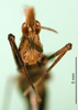 CollectionObject 1500906; 9ad6e7a5-65d1-4591-b3f0-398001e7712d: female, frontal view (holotype). (CollectionObject).