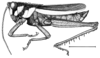 Agriacris plagiata (Walker, 1870): Fig. 19. male habitus. (Otu).