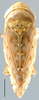 Habitus, dorsal view: !! display not done !! on Menosoma Ball, 1931: Menosoma sp., dorsal habitus (INHS). (Observation).