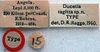 CollectionObject 1517515; 3cf628eb-6858-4669-9971-c76095cb3e3d: labels (holotype). (CollectionObject).