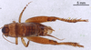 CollectionObject 1522769; dce6a054-9683-429a-ba6c-0b0b5a6e285c: Male, dorsal view (holotype). (CollectionObject).