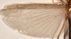 copyright OUMNH. female wings (holotype). Depicts CollectionObject 1560007; 3e82c308-72e6-4348-8d91-134d9770c8db, a CollectionObject.