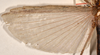 CollectionObject 1560007; 3e82c308-72e6-4348-8d91-134d9770c8db: copyright OUMNH. female wings (holotype). (CollectionObject).