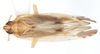 Habitus, dorsal view: !! display not done !! on Stenocranus (Codex) similis Crawford, 1914: (Observation).