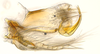 Pygofer, lateral view: (Observation).