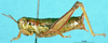 CollectionObject 1505170; 317f44e9-295d-4265-971e-08301df938a9: female, lateral view (paratype). (CollectionObject).
