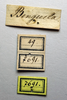 CollectionObject 1518398; NMW 7691, 99c3d0ef-7a22-4e1e-b95b-a99d83b07ef9: female, labels (holotype). (CollectionObject).